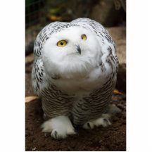 Sculpture en hibou de Milou Photo Sculpture