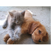 Sculpture en photo d'amitié de chat et de chien photos en relief