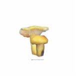 Sculpture jaune lumineuse en champignons photo en relief