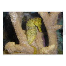 Seahorse.jpg Cartes De Vœux