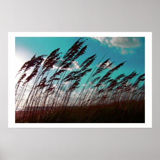 Seaoats de la Floride contre le contexte turquoise Affiche