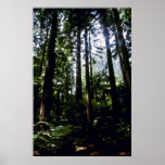 Séquoias, forêt de Whaka, Rotoua Posters