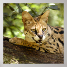 serval 035 posters
