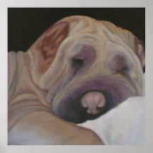 Shar-pei Posters