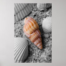 Shell van de zonsondergang print