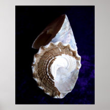 "Shells" druk Poster