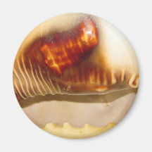 Shells Koelkast Magneetje