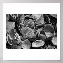 Shells Posters