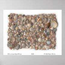 Shells Poster