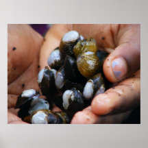 Shells Poster