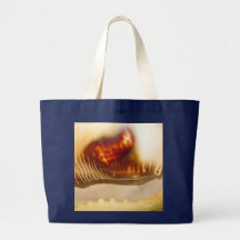 Shells Tas