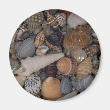 Shells van de Wereld Shell Koelkast Magneten