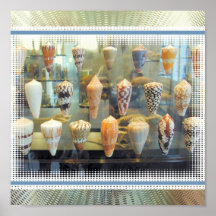 Shells van het zee in Venster Plaat