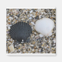 Shells van het zee Magneet