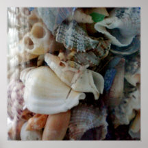 Shells van het zee afdruk