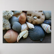 Shells van het zee posters