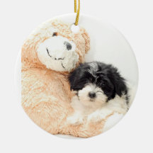 SHITZU ET ORNEMENT D'OURS DE NOUNOURS