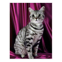 Shorthair britannique, argentent repéré carte postale