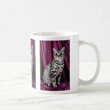 Shorthair britannique, argentent repéré tasse