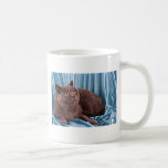 Shorthair britannique, bleu tasses