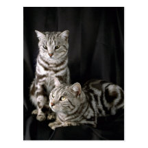 Shorthair britannique, chat tigré argenté carte postale