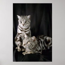 Shorthair britannique, chat tigré argenté posters