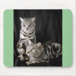 Shorthair britannique, chat tigré argenté tapis de souris