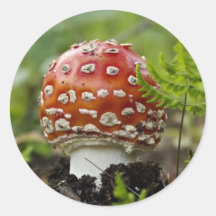 Shroom Adhésif Rond