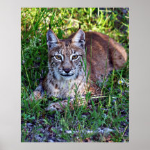Sibérien Lynx Affiche