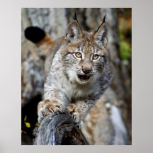 Sibérien Lynx - préparez pour sauter Posters