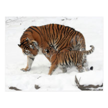 Siberische Tijger en Welp Wens Kaart