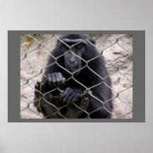 Singe Affiches