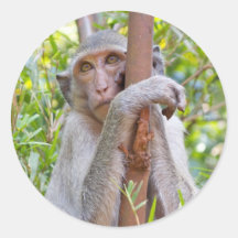 Singe Autocollants