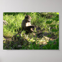 Singe de bébé posters
