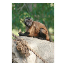 Singe de capucin mignon mais excentrique invitation