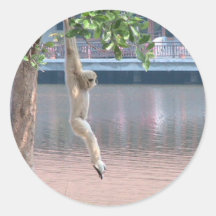 Singe traînant juste adhésif rond