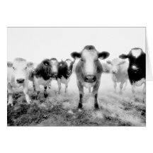 Six cartes de voeux de vaches