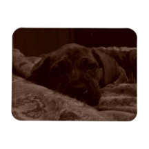 Slaperig Puppy Rechthoekige Magneten