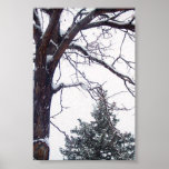 Sneeuw Takken Posters