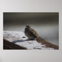 Sneeuw-vogel op het Poster van het Ijs