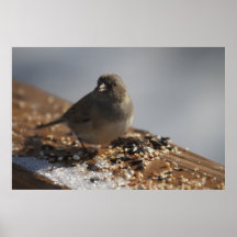 Sneeuw-vogel op Ijs 2 Poster