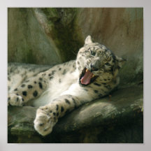 SnowLeopardBCR003 Posters