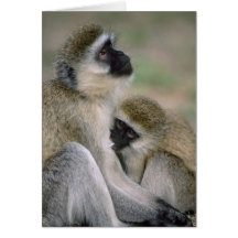 Soins de singe de Vervet Cartes De Vœux