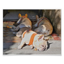 Sommeil de bouledogues français photographes