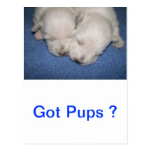 Sommeil de chiots de Westie Cartes Postales