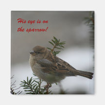 Son oeil est sur le moineau !  Aimant