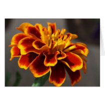Souci orange