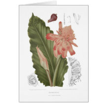 Speciosa d'Elettaria Cartes De Vœux