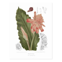 Speciosa d'Elettaria Cartes Postales