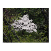 Splendeur de printemps cartes postales